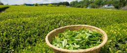 A tea plantation in Kericho